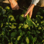 Aaltjes tegen Slakken