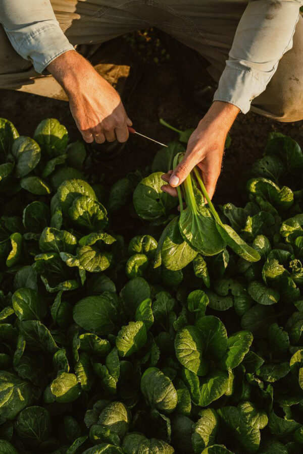Aaltjes tegen Slakken