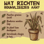 Aaltjes tegen Rouwvliegjes