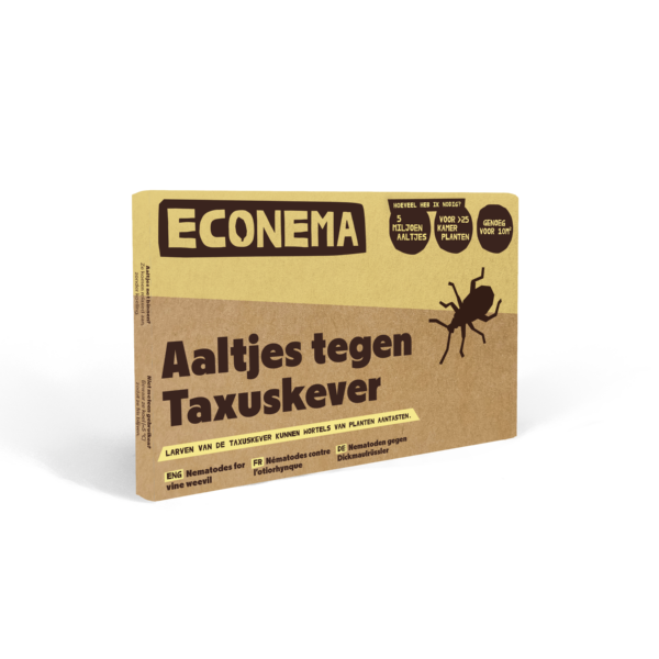 Aaltjes tegen Taxuskever