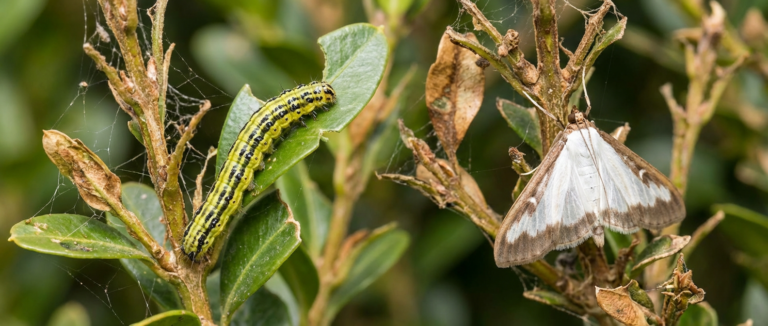 Rups van de buxusmot op het blad