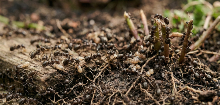 Mieren bij de plant
