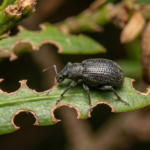 Schade door Taxuskever