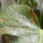 Tripsen schade Schade door tripsen