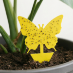 vangplaat met rouwvliegjes vangplaat met rouwvliegjes