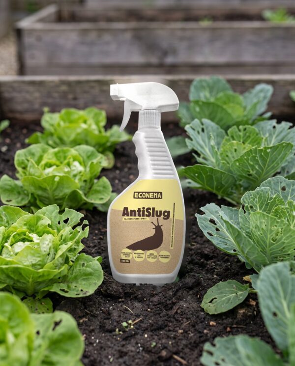 Slakken weren in de moestuin met AntiSlug spray