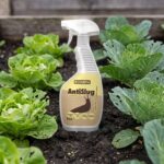 AntiSlug slakkenspray tussen sla en kool in de moestuin