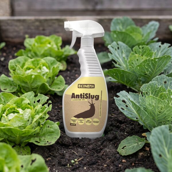 AntiSlug slakkenspray tussen sla en kool in de moestuin
