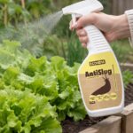 AntiSlug slakkenspray wordt op sla in een moestuinbak gespoten