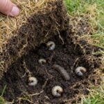 Engerlingen en een emelt onder een losgetrokken graszode