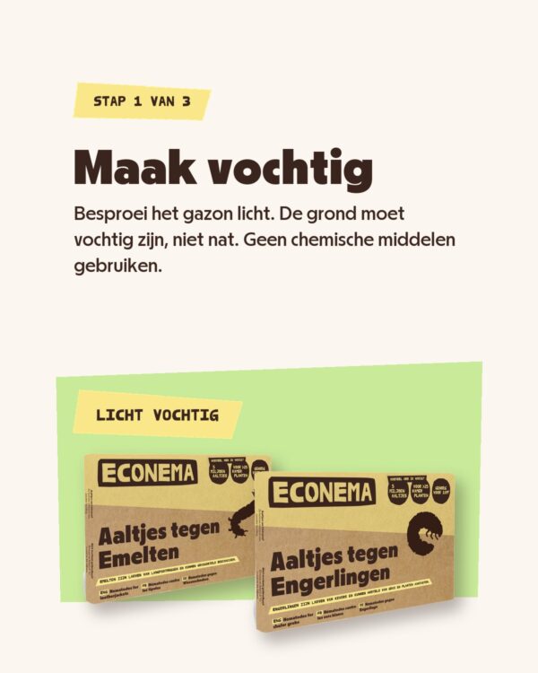 Stap 1: besproei het gazon licht voordat je de aaltjes tegen engerlingen en emelten gebruikt