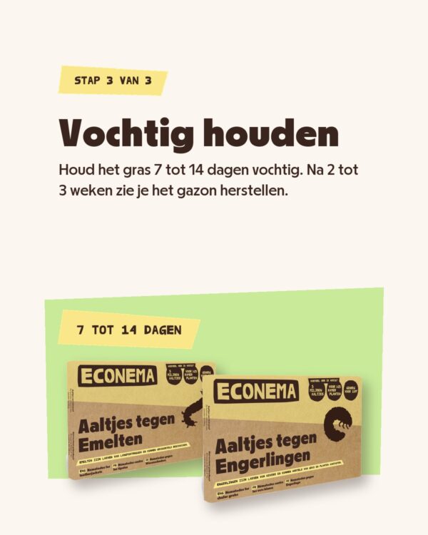 Stap 3: houd het gazon 7 tot 14 dagen vochtig na de behandeling